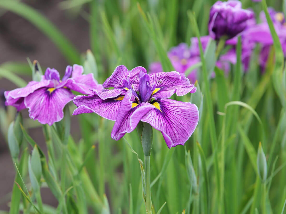 花菖蒲