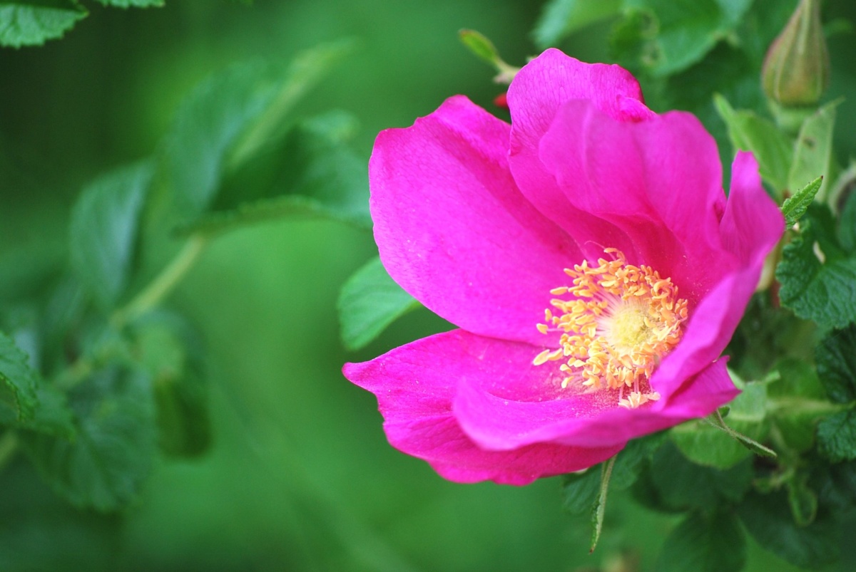 はまなすの花