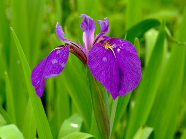 カキツバタ