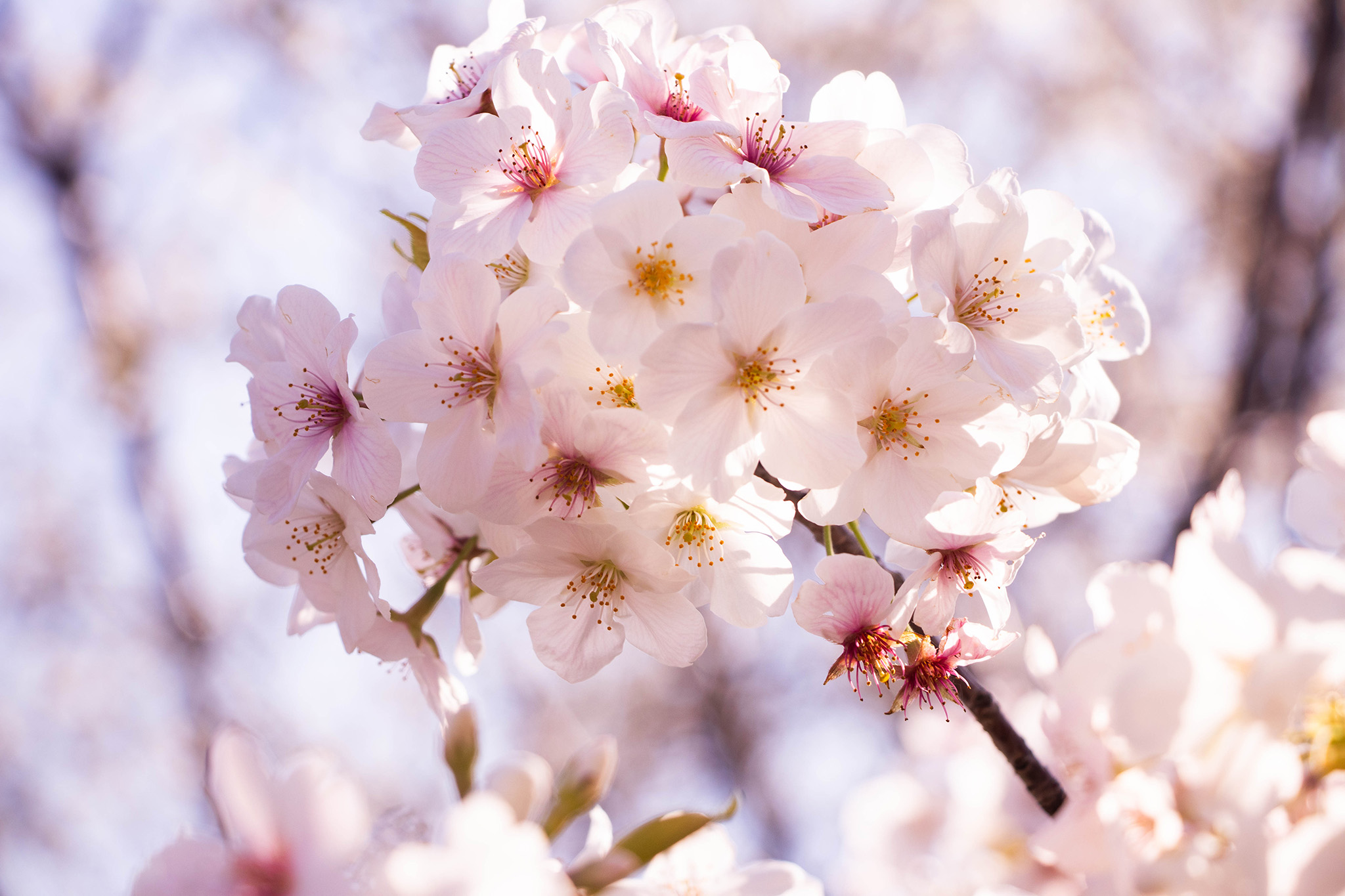 桜